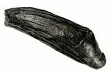Fossil Sperm Whale (Scaldicetus) Tooth - South Carolina #182604-1